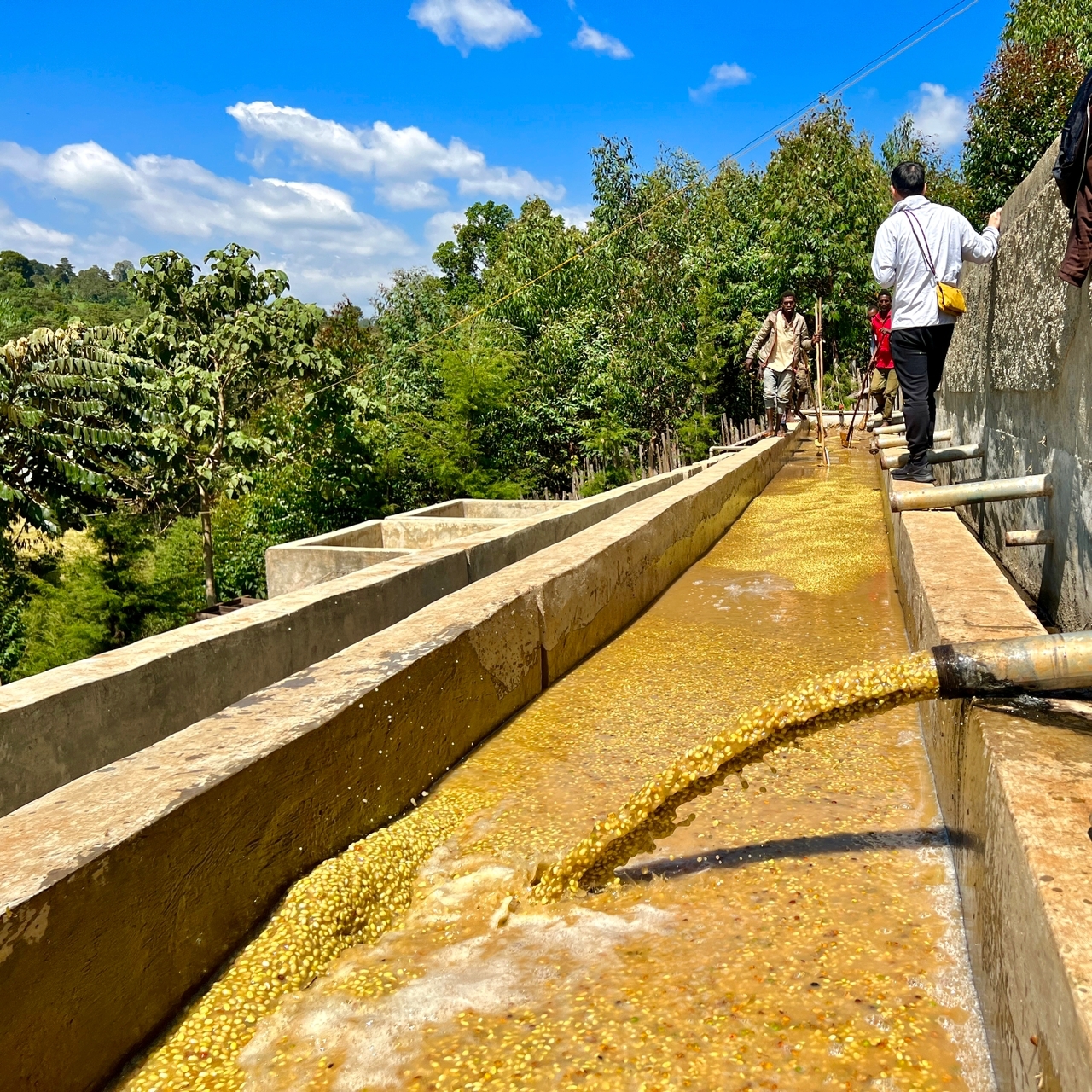 washed process yirgacheffe Buliya