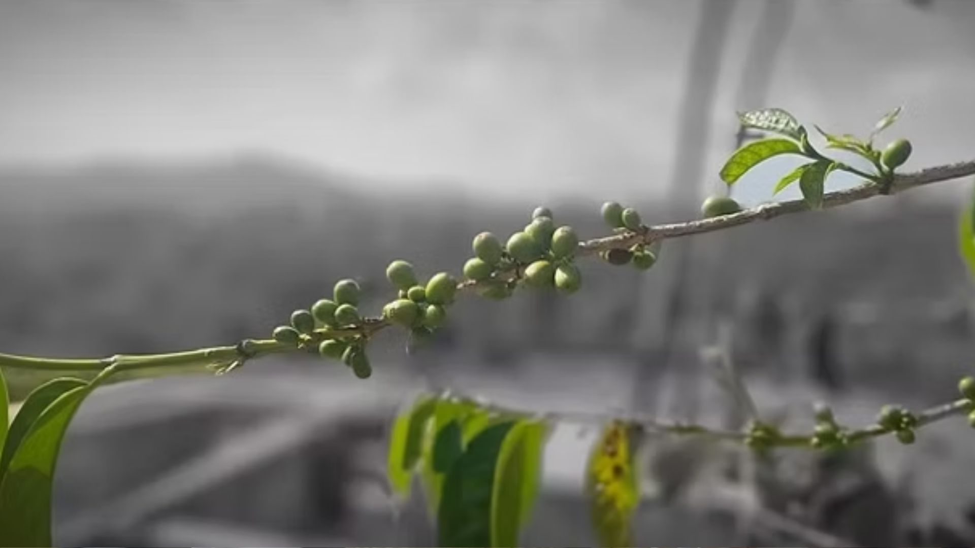 Sidamo Bensa Natural - Image 4