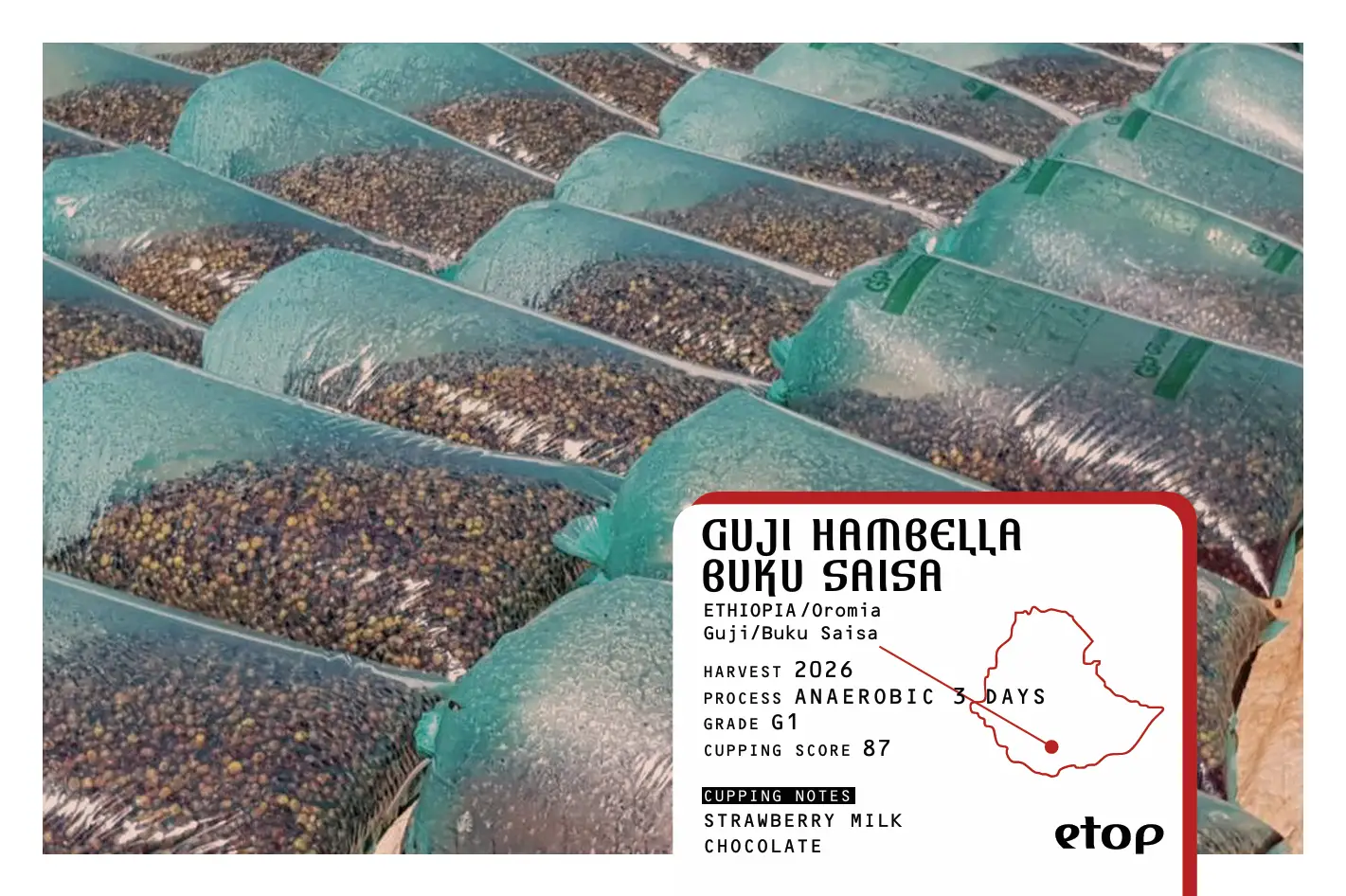 GUJI HAMBELLA BUKU SAISA